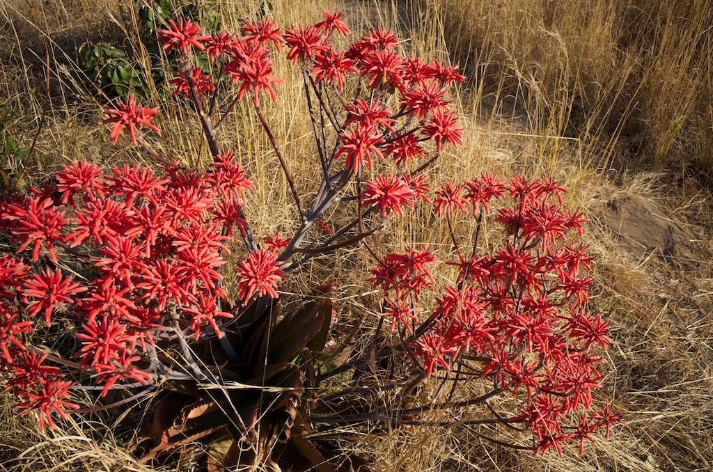 _DSC2083 - 2014-07-13 um 15-53-40