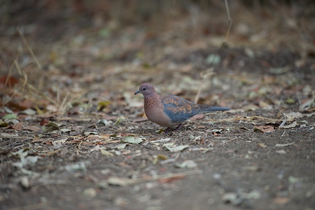 _DSC4602 - 2014-07-28 um 15-52-42