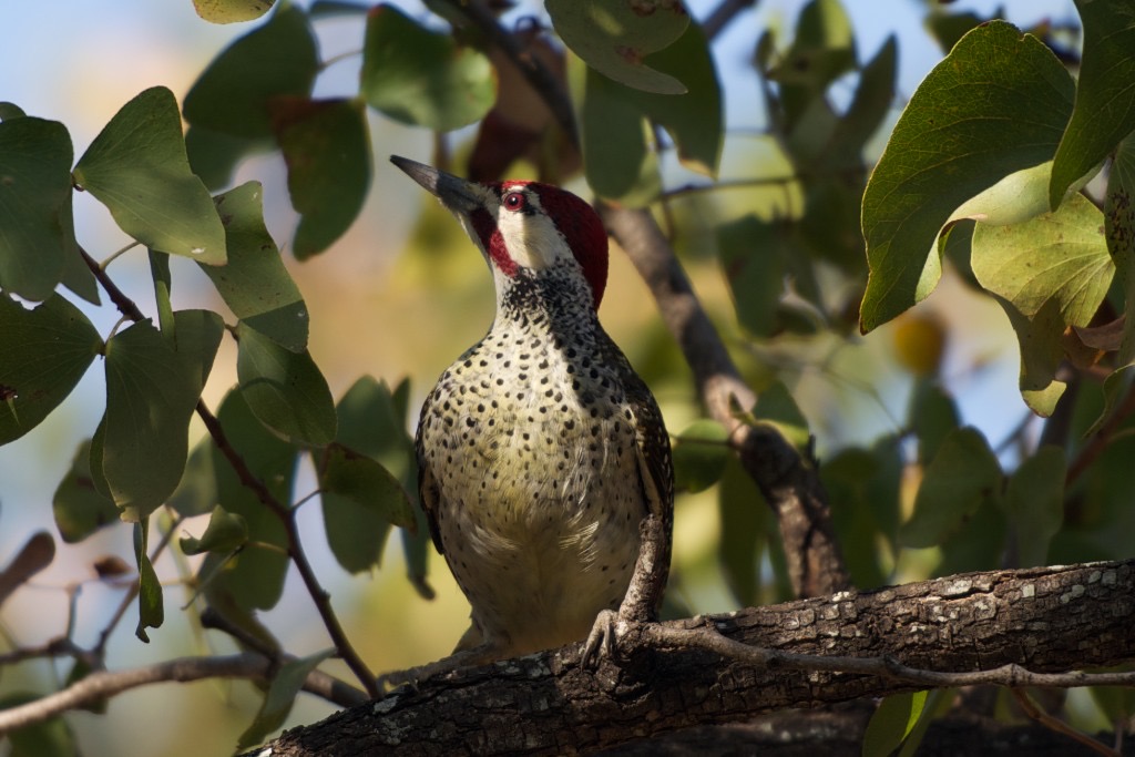 _DSC4932 - Arbeitskopie 3 - 2014-08-01 um 09-11-07