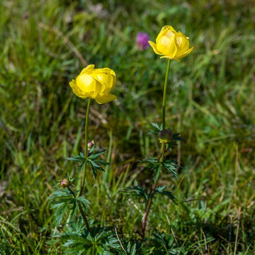01__Z612562_1920