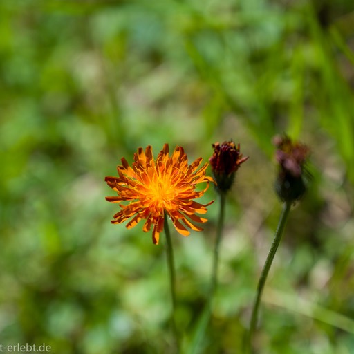 20__Z614515_1720